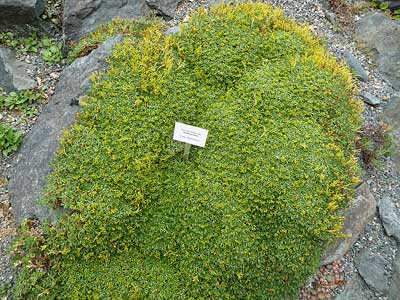 Azorella trifurcata „Minima“ / Andenpolster