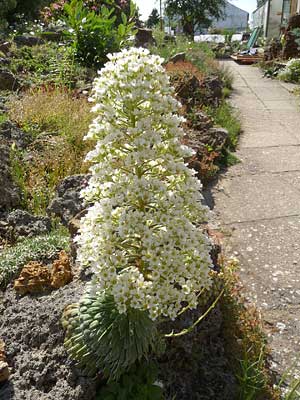 Saxifraga longifolia / Pyrenäen-Steinbrech